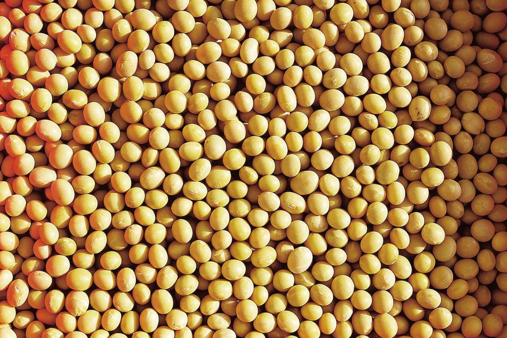 Sojabönor har ett högt proteininnehåll - men odlas ofta på ett ohållbart sätt. (Foto: WWF)