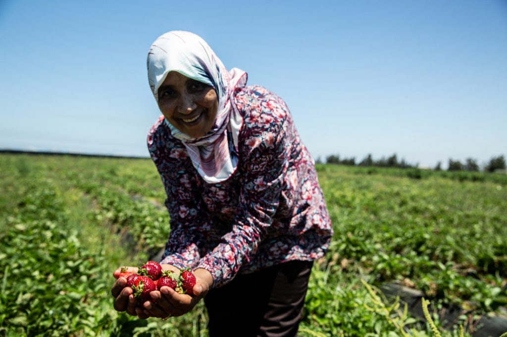 Axfoundation conducted a field study on a strawberry farm in Morocco.