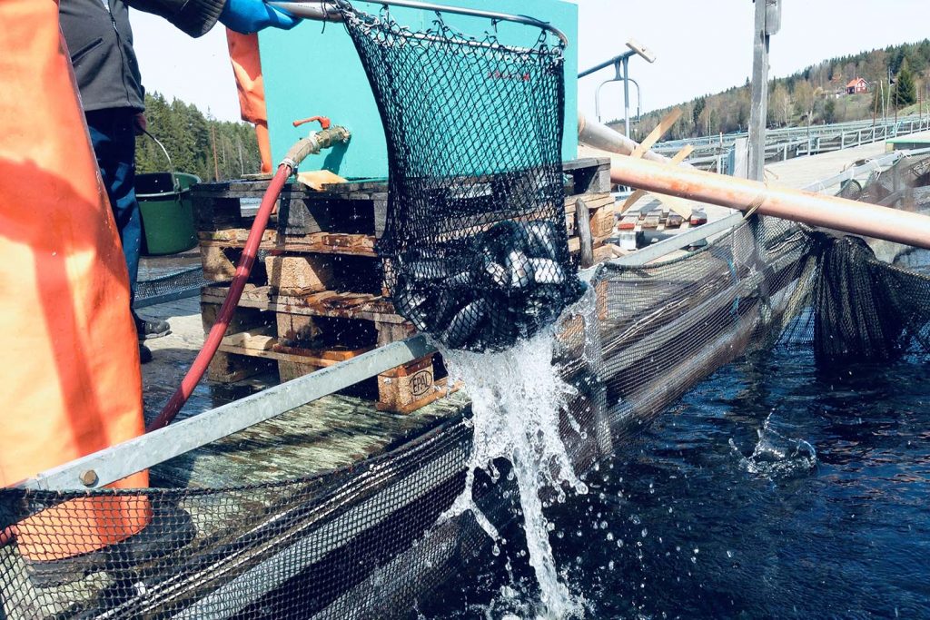 Enligt yrkesfiskare i Mälaren går det 5 kg braxen på varje kg gös som fiskas. Brax som kastas tillbaka.