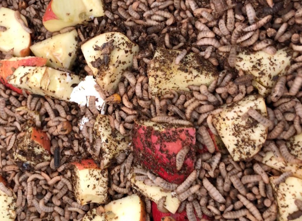 Vegetable waste and bread can become food for insects which are then processed into fish feed.
