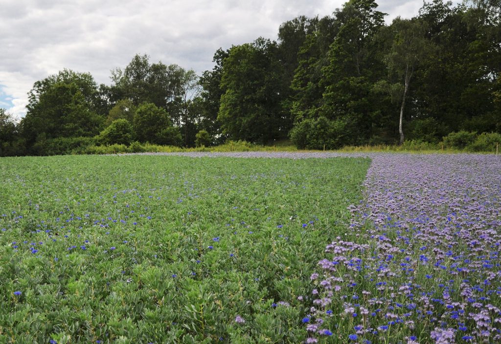 Establishing insect and plant ecology zones can increase the number of pollinators.