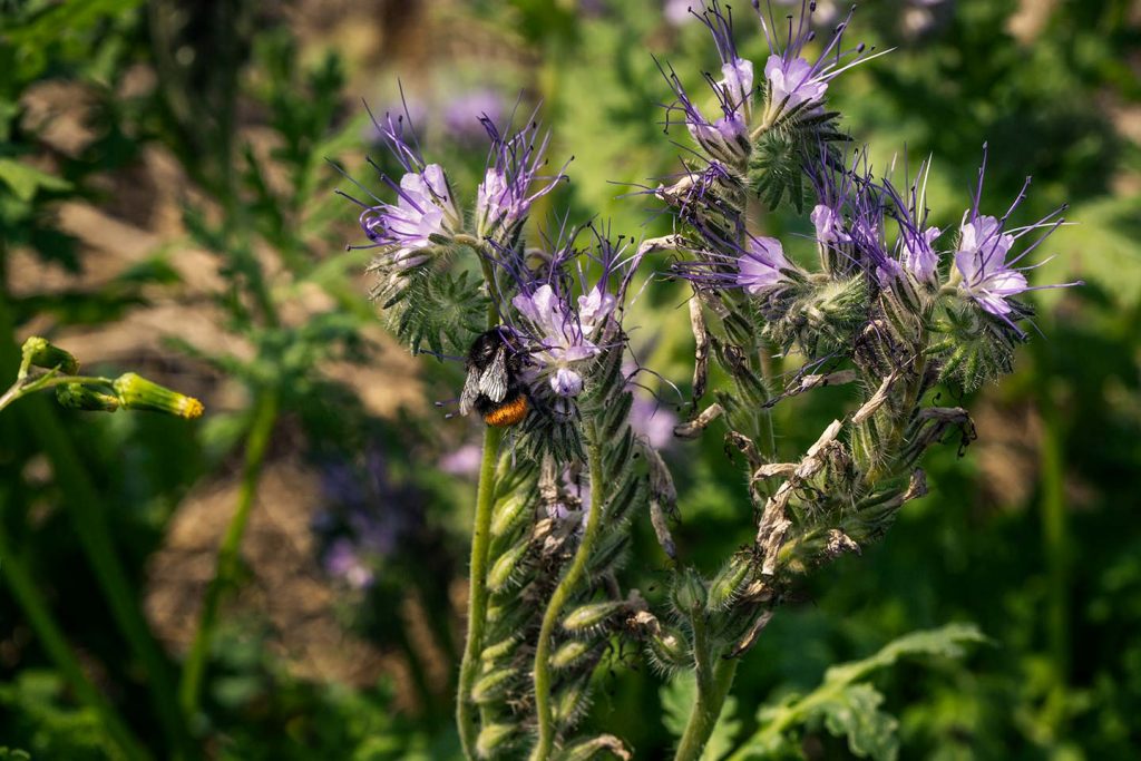 There is today a shortage of food and nesting patches for pollinators such as bumble bees and bees.