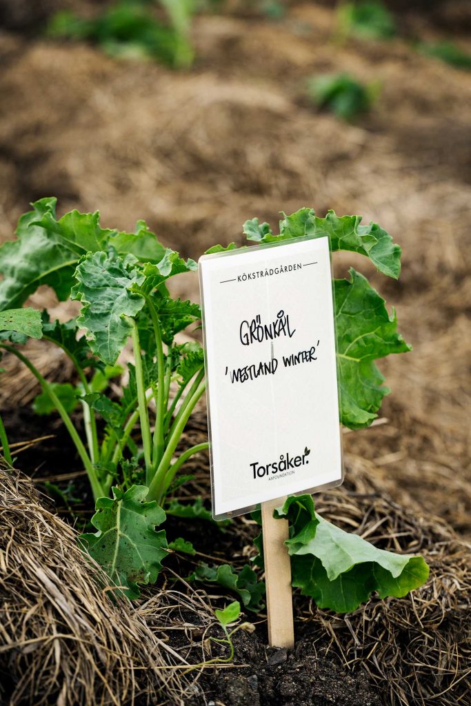 Axfoundation operates an experimental garden at Torsåker farm where we evaluate different kinds of farming techniques and crops.